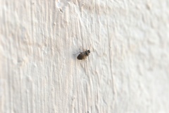 Hyalochilus ovatulus