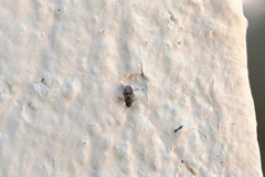 Hyalochilus ovatulus