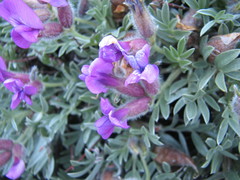 Oxytropis tragacanthoides