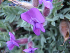 Oxytropis tragacanthoides