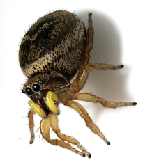 Heliophanus tribulosus