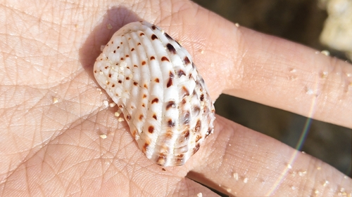 Cardita variegata observed 2026-10-21