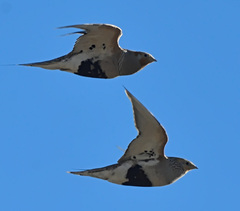 Syrrhaptes paradoxus