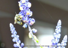 Megachile amparo