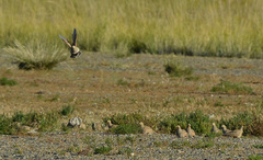 Syrrhaptes paradoxus