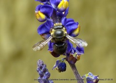 Megachile amparo