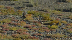 Syrrhaptes paradoxus