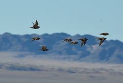 Syrrhaptes paradoxus