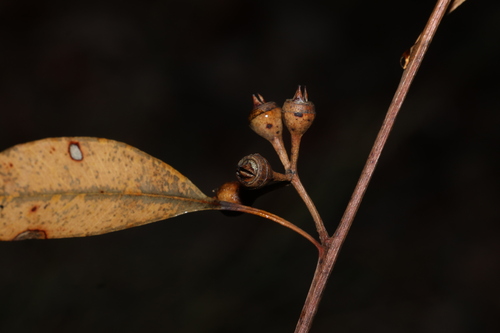 Eucalyptus resinifera observed 2026-10-21
