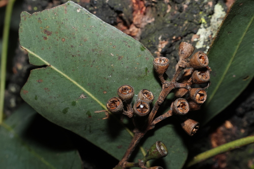 Eucalyptus siderophloia observed 2026-10-21