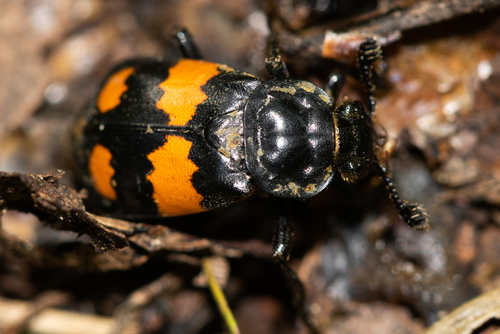 Juodbuožis Duobkasys nuotrauka