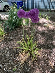 Allium giganteum