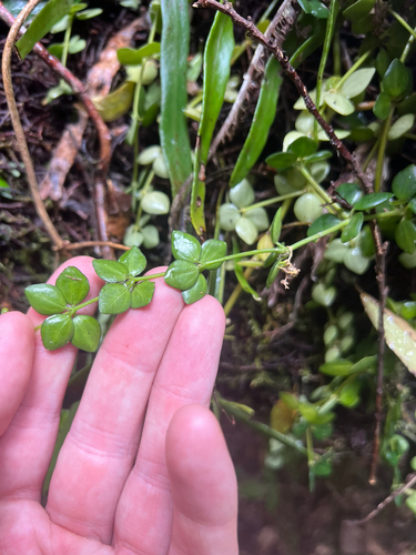 Peperomia tetraphylla observed 2026-10-21