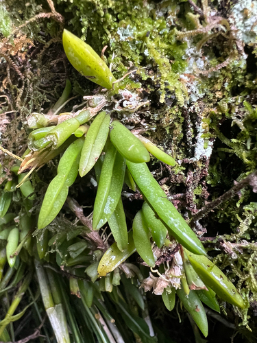Bulbophyllum observed 2026-10-21