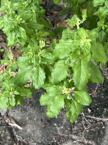 Ocimum tenuiflorum observed 2026-10-21