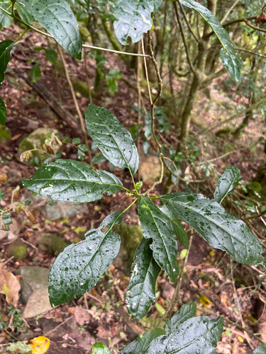 Claoxylon observed 2026-10-21