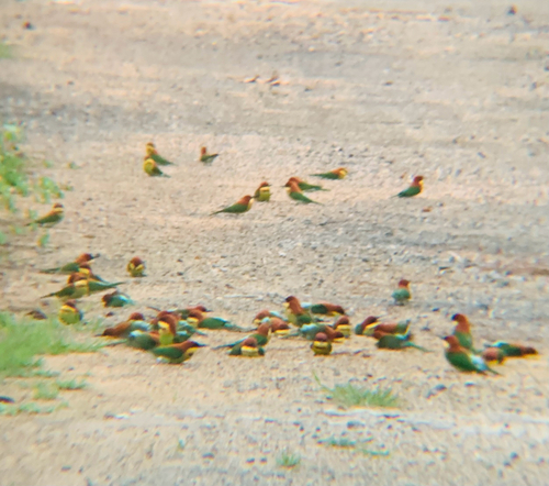 Merops leschenaulti observed 2026-10-20