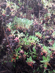 Eriogonum latifolium