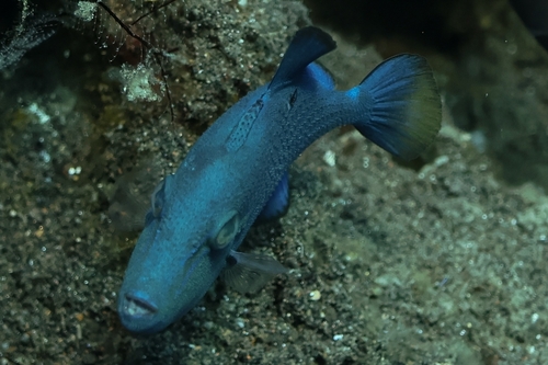 Odonus niger observed 2026-10-15