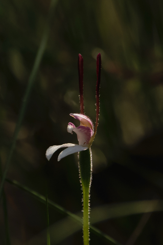 Leptoceras menziesii, 2026-10-19