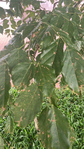 Pongamia pinnata observed 2026-10-21