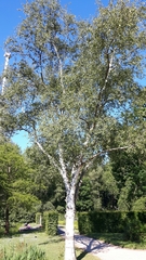Betula pendula