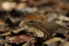 Anolis tropidonotus
