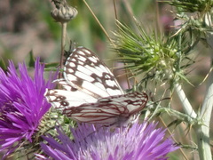 Melanargia occitanica