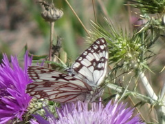 Melanargia occitanica