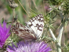 Melanargia occitanica