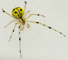 Phylloneta pictipes