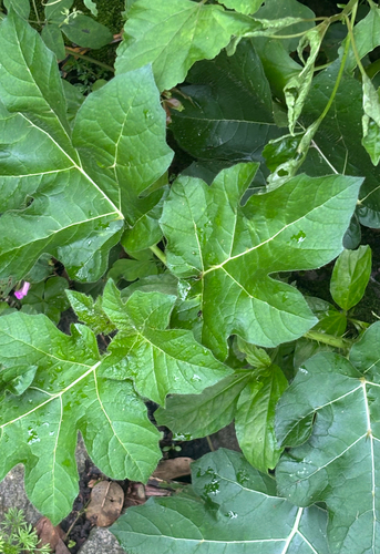 Solanum capsicoides observed 2026-10-20
