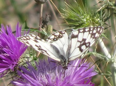 Melanargia occitanica