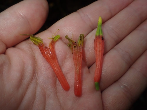 Amylotheca dictyophleba observed 2026-10-20