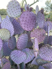 Opuntia santa-rita