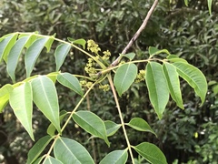 Toxicodendron succedaneum