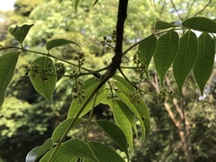 Toxicodendron succedaneum