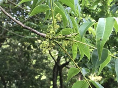 Toxicodendron succedaneum
