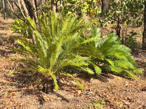 Cycas observed 2026-10-21