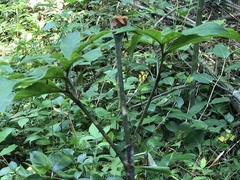 Arisaema serratum