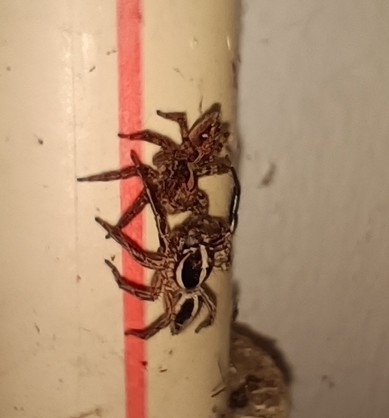 Pantropical Jumping Spider, photo 3 of 10