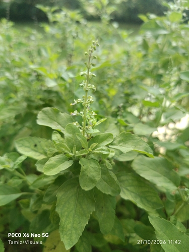 Ocimum tenuiflorum observed 2026-10-21