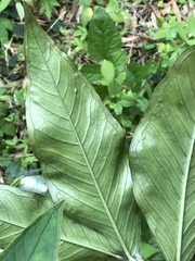 Arisaema serratum
