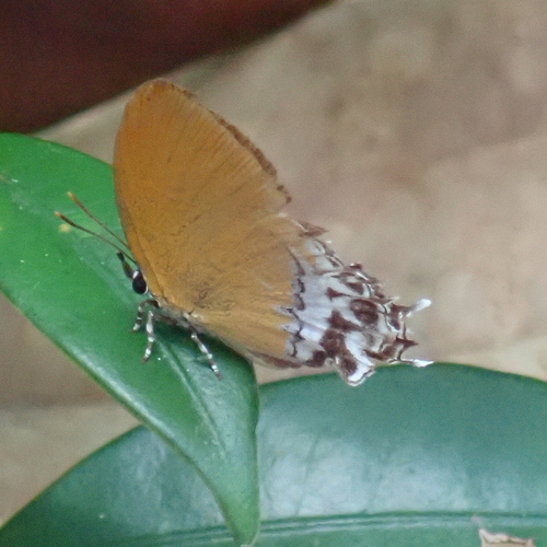 Eooxylides tharis