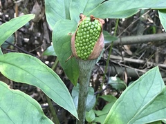 Arisaema serratum