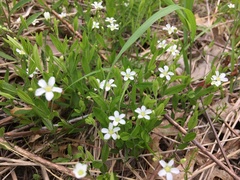Moehringia lateriflora