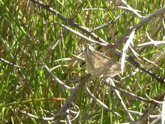 Evergestis frumentalis