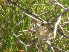 Evergestis frumentalis