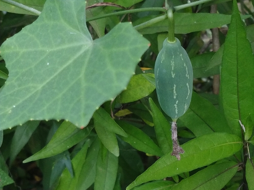 Coccinia grandis observed 2026-10-21