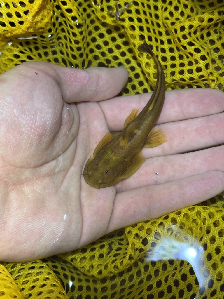Tremeuchiloglanis macrotrema